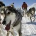 Jackson Hole Iditarod Sled Dog Tours - A great way to soak in the hot springs. Powered by veteran sled dogs, your tour includes taking the reins of the sled dog team and a delicious lunch.