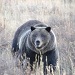 Brushbuck Wet N' Wildlife Float Combo Tour - Experience our half day wildlife safari in Grand Teton National Park and 8 miles of the most exciting whitewater in Wyoming with Dave Hansen Whitewater / Scenic River Trips.