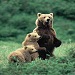 Alltrans Grayline National Park Tours - Offering enjoyable motorcoach or private tours of Jackson Hole and both National Parks. We are the regions largest, & most reliable. Click here for group info & reservations.