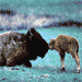 GaperGuide – Yellowstone/Grand Teton Audio Tour - See the parks at your own pace, in your own car.  You decide where you want to go and what you want to see, and the Guide automatically tell you all about it.  Simple!