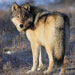 Scenic Safaris - National Park Safaris - Wildlife & Scenic Safari Tours in YellowstoneNational Park & Grand Teton National Park. Hotel pick-up,lunch/refreshments included. The trip of a lifetime..Book today!