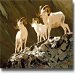 National Museum of Wildlife Art - A must see when visiting Jackson Hole and Grand Teton Park! With a focus on wildlife & nature, the museum is unique among American Art Museums.