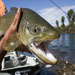 Natural Retreats South Fork Lodge - World Class Fishing Lodge on Eastern Idaho's South Fork of the Snake River. Enjoy Epic fishing, luxury accommodations, & 5 star service. Book lodging/fishing packages now!