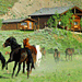 Goosewing Ranch - weeks of June 16 & July 7 OPEN - All-inclusive Jackson Hole vacations feature PREMIER CABINS, daily meals, horseback rides, free ATV use, fishing (on-site pond & adjacent river), heated pool, sauna & more.