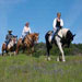 Jackson Hole Horseback Riding - Experience Jackson Hole horseback riding on Snow King Mountain, overlooking the town of Jackson Hole and the Grand Teton mountain range. Pony rides for children under 8.