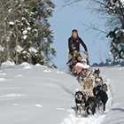 Dog Sled Adventures - Incredibly Unique!