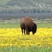 Buffalo Roam Park Tours - Best guided sightseeing & wildlife tours of Yellowstone & Grand Teton Nat'l Parks. GTNP includes Jenny Lake scenic boat ride & Tram ride to 10,450ft. Group size 4-10 people.