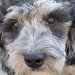 DogJax - Daily and Multi-day Dog Boarding - Daily and multi-day boarding, dog training classes, grooming and structured play time for your favorite friend.  DogJax is a place you and your dog will love!
