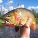 Fish The Fly Guide Service - Expert guide service offering float & wade fishing trips on all local waters. Exclusive access to remote backcountry creeks! Fishing gear included, lunch prepared streamside.
