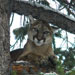 Ace In The Hole Outfitters - Guided hunting for Black Bear, Elk, Mule Deer, Pronghorn Antelope, and Mountain Lion. We customize each hunt for the hunter!