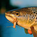 Grand Teton Fly Fishing - The Snake River is in full runoff. Guided fishing trips on the Firehole River in Yellowstone National Park! Clear water & heavy hatches for the best early season fly fishing!