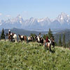 Teton Horseback Adventures - 1, 2, & 3 hour trail rides from our horse camp in Pacific Creek on the boundry of Grand Teton National Park, east of Jackson Lake Lodge. The best trail rides in Jackson Hole!