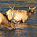 Yellowstone Safari Co - Year Round Wildlife Tours - First-class, private tours inside Yellowstone Park. Experienced biologist-guides provide year-round once in a lifetime experiences for all ages. Celebrating 22 years.