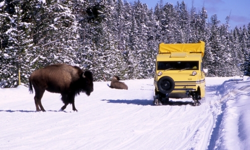 Yellowstone Snowcoach Tour