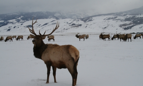 Jackson Hole Elk Refuge
