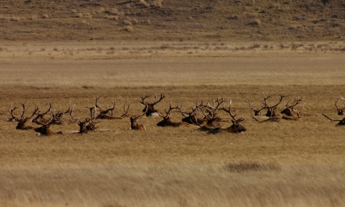 Jackson Hole National Elk Refuge