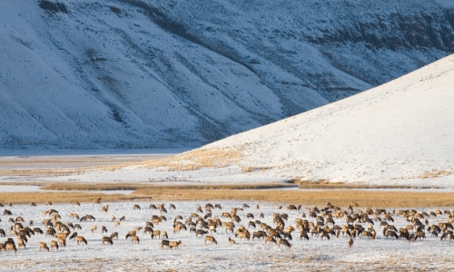 National Elk Refuge Wyoming