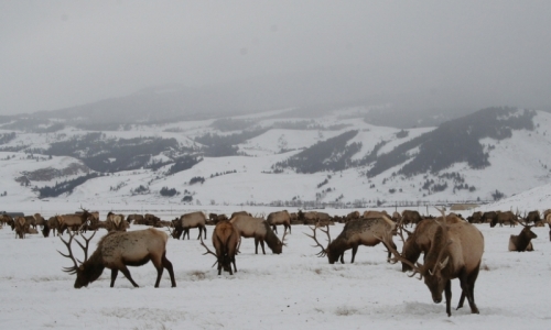 National Elk Refuge Grand Teton