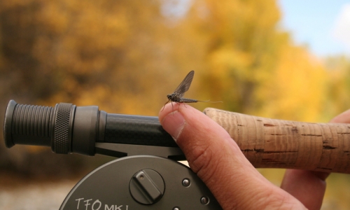 Snake River Fly Fishing