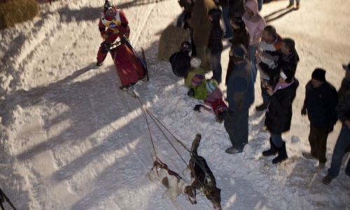 Sled Dog Race in Jackson Wyoming