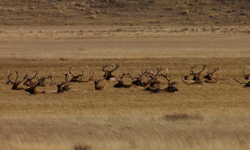 National Elk Refuge Jackson Wyoming