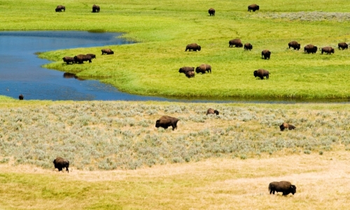 Yellowstone National Park Buffalo Bison