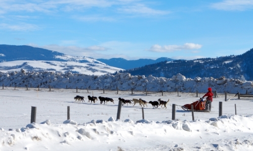 Jackson Hole Wyoming Dog Sledding