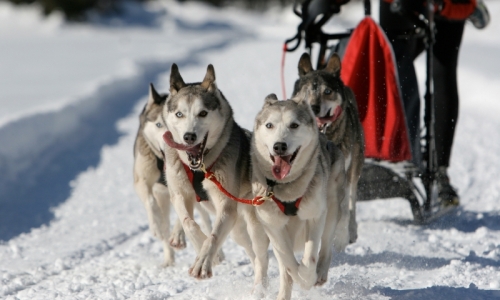 Jackson Hole Dog Sledding
