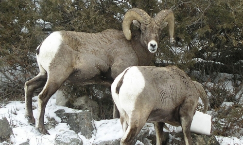 Bighorn Sheep Hoback Junction Jackson Wyoming Wildlife