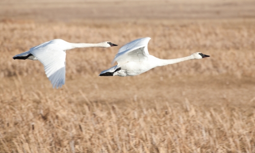 Swans Swan Nature Wildlife