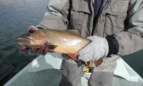 Jackson Hole Wyoming Flyfishing