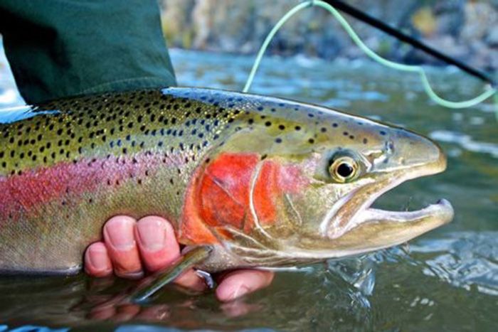 Upstream Anglers & Outdoor Adventures — Jackson, WY
