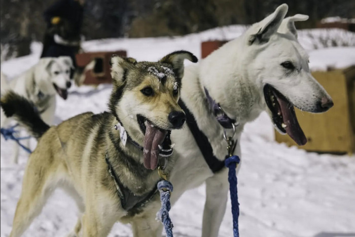 Continental Divide Dog Sled Adventures — Dubois, WY