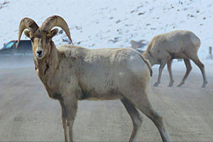 Yellowstone Day Tours | Half or Full-Day Tours
