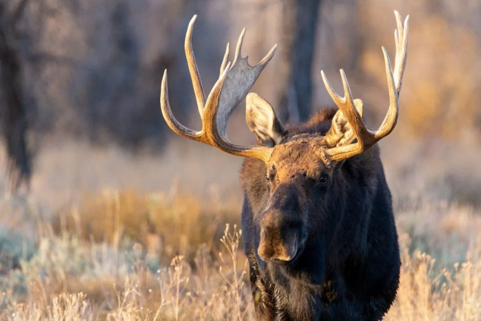 Teton Wilderness Tours LLC — , 