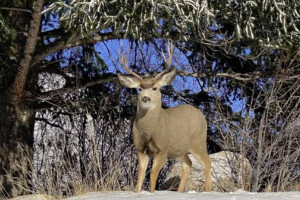 Inn on the Creek | What You Can See at our Inn