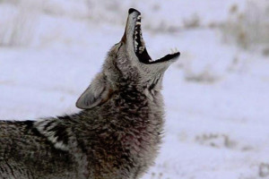 BrushBuck Wildlife & Sightseeing Tours