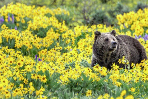 BrushBuck Wildlife & Sightseeing Tours