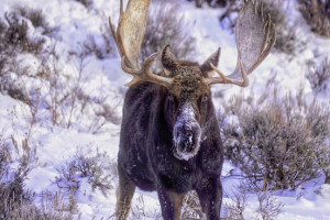 BrushBuck Wildlife & Sightseeing Tours