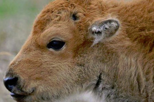 BrushBuck Wildlife & Sightseeing Tours