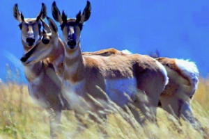 BrushBuck Wildlife & Sightseeing Tours