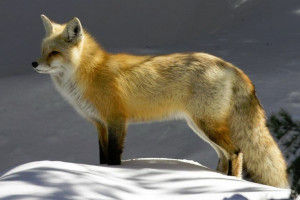 Jackson Hole Wildlife Safaris