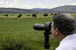 Jackson Hole Wildlife Safaris