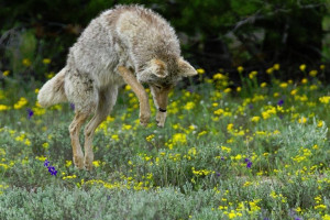 Jackson Hole Wildlife Safaris