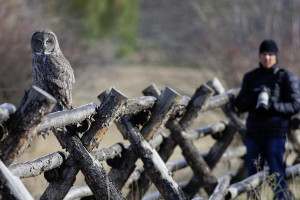 Jackson Hole Wildlife Safaris