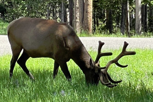 Guides of Jackson Hole