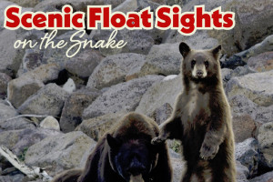 Jackson Hole Rafting & Wildlife Safari Combo