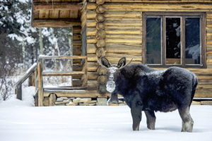 Trail Creek Ranch - guest cabins & homes