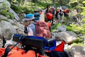 Wildland Trekking | Llama Treks into Tetons