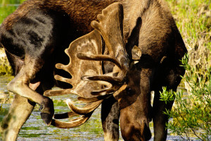 Wildlife Will Enrich Your Soul Through Our Trips